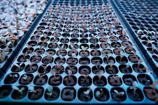 Los huertos caseros son saludables para las personas y el planeta. Conozca cómo tener el suyo