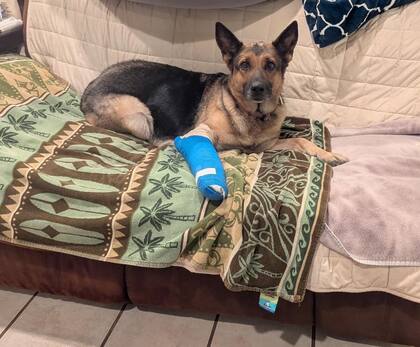 Los huesos de la pata derecha de Koco estaban destrozados. Por eso fue necesario someterla a una cirugía.