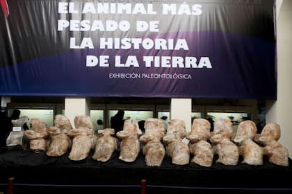 Los huesos del Perucetus colossus se exhiben en el Museo de Historia Natural de la Universidad Nacional Mayor de San Marcos de Lima, Perú