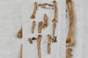 Encontraron enterrados huesos de mono en el castillo de Nottingham