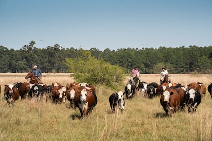Los huéspedes participan del arreo del ganado