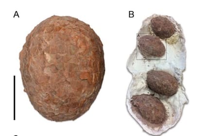 Los huevos de dinosaurios titanosaurios ya están disponibles para la visita del público