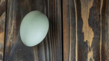 Los huevos se convierten en color azul por su genética (Foto: iStock)