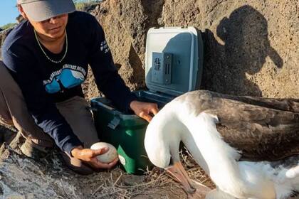 Los huevos seuelo son sustituidos por los huevos de albatros patas negras translocados desde Midway.