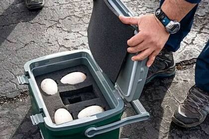 Los huevos son transportados en incubadoras cuya temperatura debe ser monitoreada en forma continua