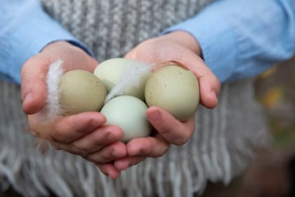 Los huevos, uno de los motivos por los cuales las gallinas son fabulosas para el hogar.