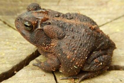 Los huevos y renacuajos también son tóxicos