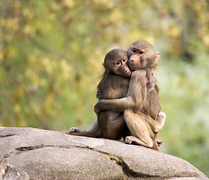 Los humanos no son los únicos seres vivos que abrazan, ya que los simios y los monos también lo hacen (Foto: iStock)