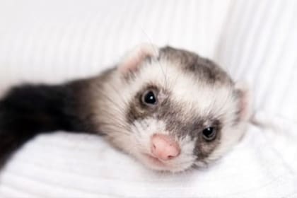 Los hurones están prohíbidos en la Ciudad de Nueva York, California, Hawái y Washington, D. C.