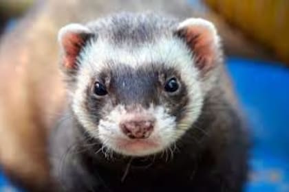 Los hurones son hábiles cazadores de ratas, ratones, conejos, aves, reptiles y anfibios