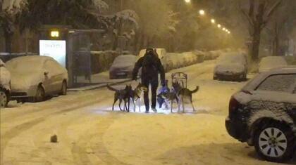 La familia de huskies son: Snabb (el padre), Kimbre (la madre), Haru (la hembra pequeña) y Lomu (el negro) y Skunk (el marrón) Fuente: Twitter