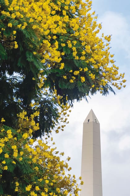 Los ibirá pitá (Peltophorum dubium) florecen de enero a marzo. En Av. 9 de Julio.