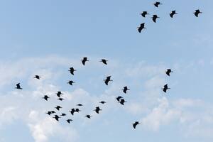 Por qué hay que enseñarles nuevas rutas migratorias a las aves
