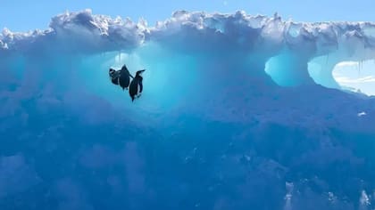 Los icebergs proporcionan una fuente importante de minerales al océano que pueden atraer una amplia gama de vida que viene a alimentarse a su alrededor