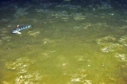 Los impactos de la sobrepesca y la industria petrolera provoca una gran pérdida de la biodiversidad marina, así como de una reducción drástica de una de las especies más codiciadas por los pescadores, la merluza común o hubbsi