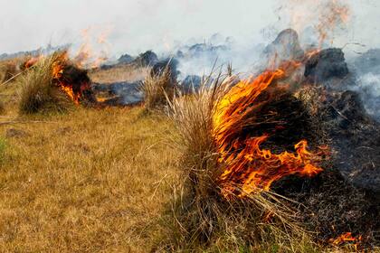 Los incendios arrasaron con la vida silvestre en Iberá.