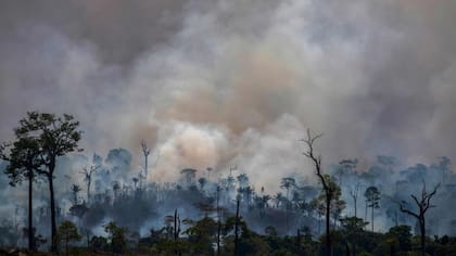 Los incendios del pasado mes de agosto despertaron la preocupación internacional por "el pulmón del planeta"