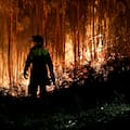 Incendios forestales en Chile: ya son 21 los muertos y hay 800 casas destruidas