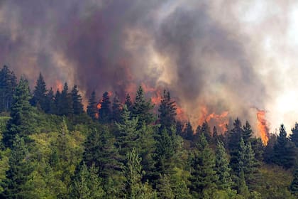 Los incendios forestales son muy difíciles de controlar. Después del fuego, los pinos suelen volver a crecer más fuertes.