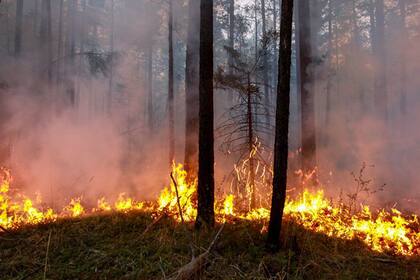 Los incendios han consumido los famosos taiga, o bosques boreales de Siberia
