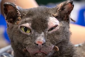 Los incendios que arrasaron Los Ángeles durante más de tres semanas son los más devastadores en la historia de la ciudad