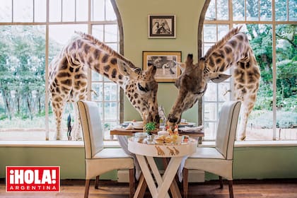 Los increíbles ejemplares de jirafas Rothschild meten sus larguísimos cuellos por los ventanales para desayunar.