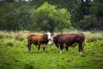 Los indicadores se están desarrollado bajo los principios de salud y bienestar animal
