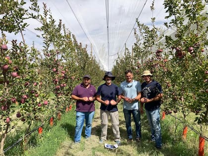 Los ingenieros de Moño Azul Iván González, Adrián Gutiérrez, César Colla y Henry Griffits con la manzana Kissabel