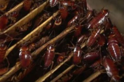 Los insectos estaban dentro de de la mochila de la pequeña, y también en toda su casa