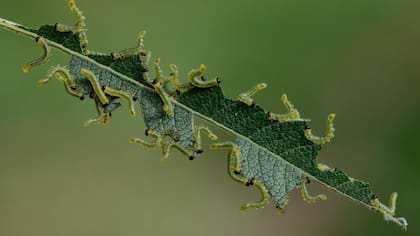 Los insectos necesitan de las plantas para alimentarse