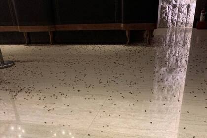 Los insectos se desparramaron rápidamente por el lugar, mientras se celebraba una reunión con 700 policías