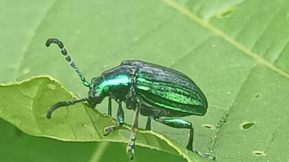 Los insectos también pueden ser una fuente de información.