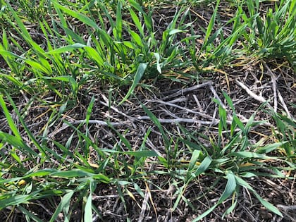 Los insumos más caros complican el negocio