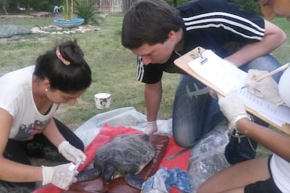 Los integrantes y voluntarios de Fraam asisten y estudian a las tortugas marinas verdes durante 72 horas, antes de devolverlas al mar