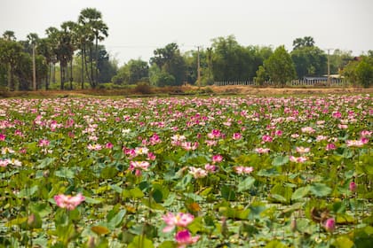 Los interminables campos de flores de loto, un secreto escondido.