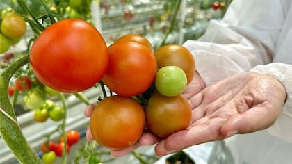 Los invernaderos de alta tecnología neerlandeses permiten producir hasta cinco veces más tomates que un invernadero común.