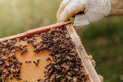 Los investigadores afirman que la capacidad destructiva de las larvas cuando se trata de cera de abejas puede dar una explicación a su capacidad de degradación del PE (Foto ilustrativa: Unplash)