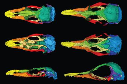 Los investigadores aislaron de forma digital cada uno de los huesos de ambos fósiles. Aquí se muestra en un arco iris de colores las similitudes entre los dos lagartos. Oculudentavis naga, a la izquierda, y O. khaungraae, a la derecha