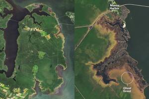 Los investigadores analizaron dos imágenes de 2005 y 2024 de la misma zona, revelando así el avance de los bosques fantasmas en el área costera