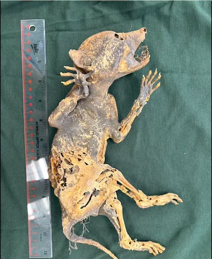 Los investigadores aún no lograron dar con la especie. (Foto: gentileza Jerielle Cartales)