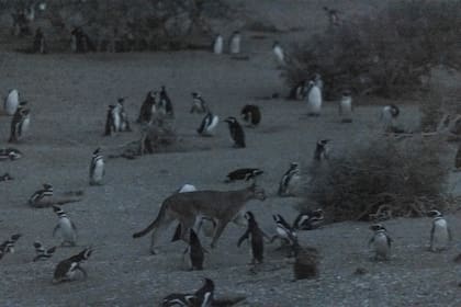 Los investigadores colocaron collares GPS a 14 pumas en el Parque Nacional de Monte León, en Argentina, para recopilar información de 2019 a 2023