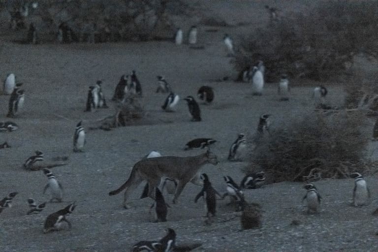 Los investigadores colocaron collares GPS a 14 pumas en el Parque Nacional de Monte León, en Argentina, para recopilar información de 2019 a 2023