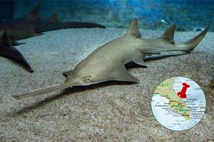 Los investigadores de la Universidad del Norte de Florida hallaron un pez sierra; se trata de un animal en peligro de extinción