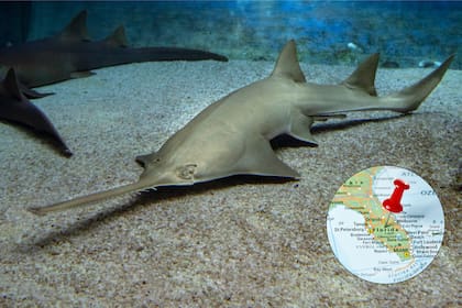 Los investigadores de la Universidad del Norte de Florida hallaron un pez sierra; se trata de un animal en peligro de extinción