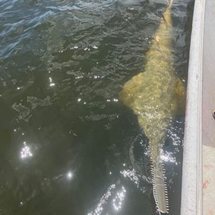 Los investigadores de la Universidad del Norte de Florida hallaron un pez sierra; se trata de un animal en peligro de extinción