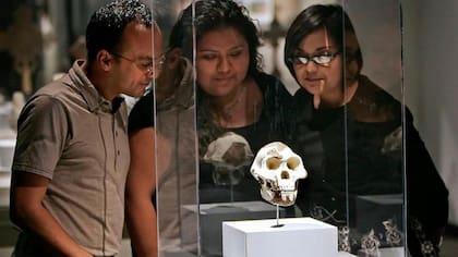 Los investigadores del Museo de Ciencias Naturales de Houston, de izquierda a derecha, Jeff Luna, Vanessa García y Becky Gutiérrez, observan una réplica del cráneo de Lucy.
