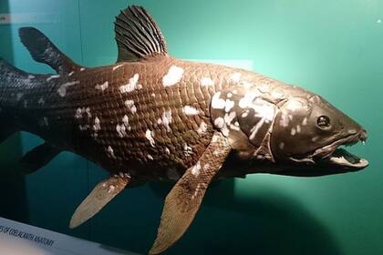 Los investigadores descubrieron que el espécimen más antiguo tenía 84 años