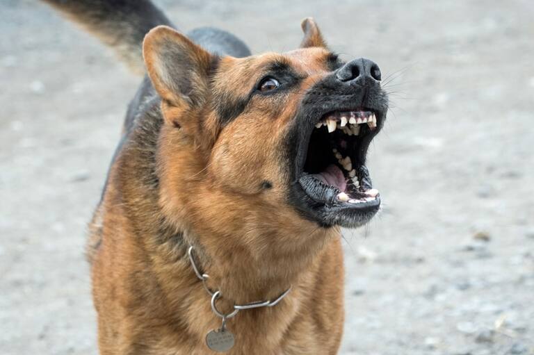 Cuáles son los tres trucos para que tu perro no muerda a las personas