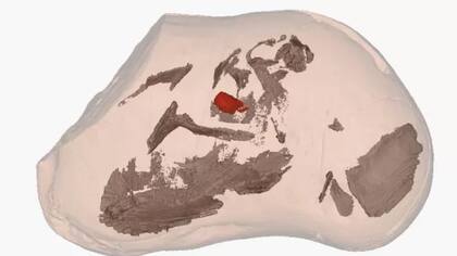Los investigadores escanearon dentro de las rocas y descubrieron un hígado, estómago, intestinos y un corazón, que se muestran en rojo