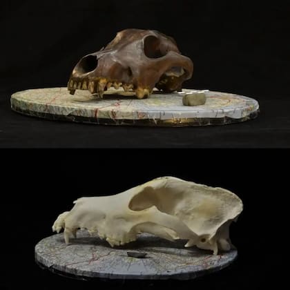 Los investigadores estudiaron más de 600 cráneos caninos que abarcaban 50.000 años de evolución